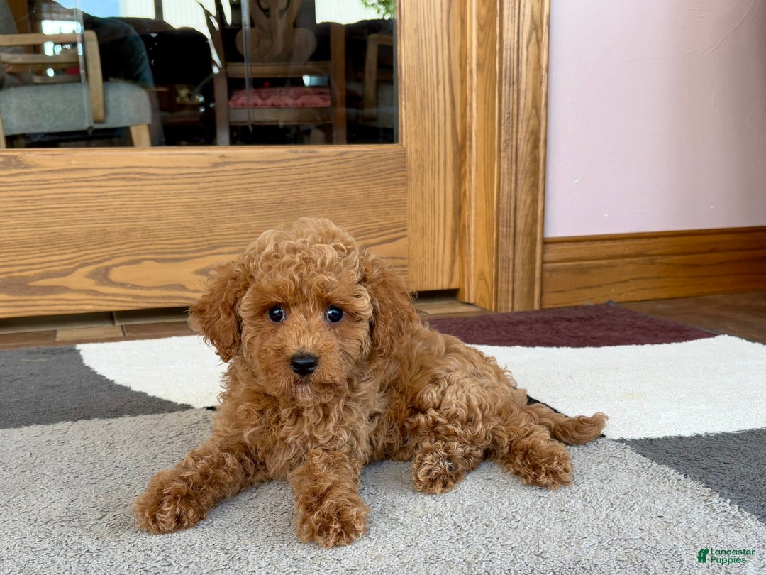 Cockapoo dogs for sale: Terrance - Ad 2