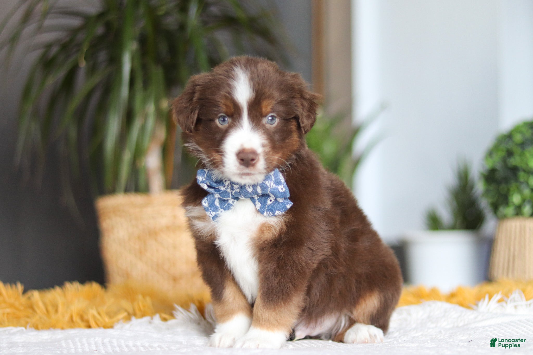 Australian Shepherd dogs Roma - Ad 2