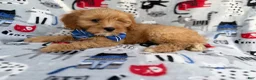 Cavapoo dogs for sale: Conner - Ad 5