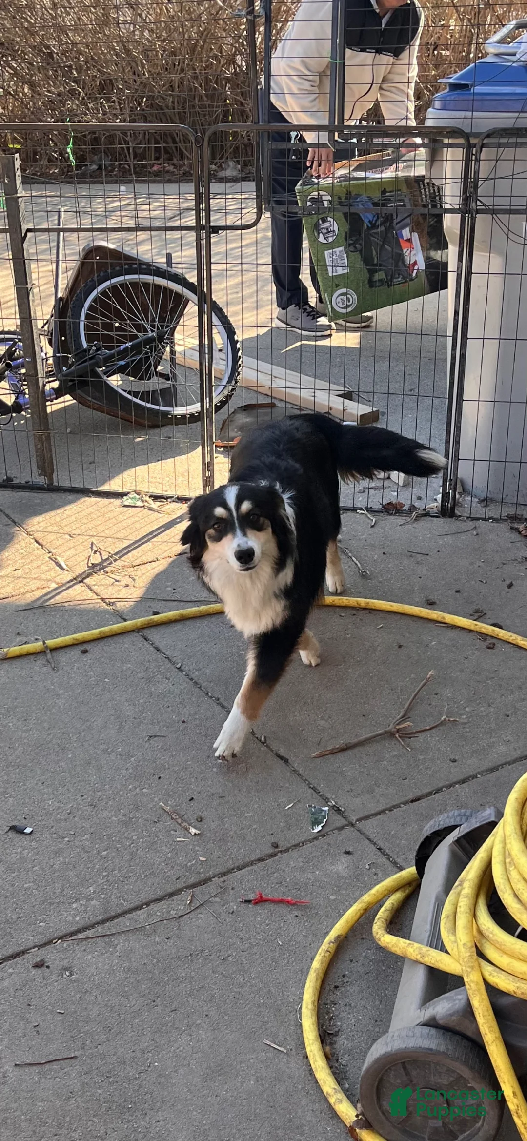 Australian Shepherd dogs for stud: Blakie - Ad 4