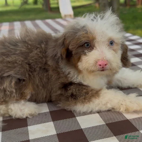 Mini Bernedoodle dogs Paris - Ad 32
