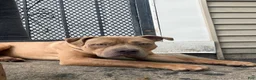 Mixed Breed dogs for sale: Puppy 2 - Ad 3
