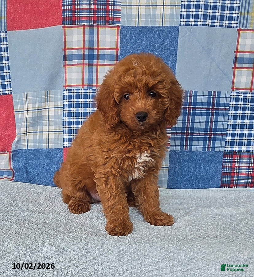 Mini Goldendoodle dogs Cody - Ad 1