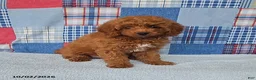 Mini Goldendoodle dogs for sale: Cody - Ad 1