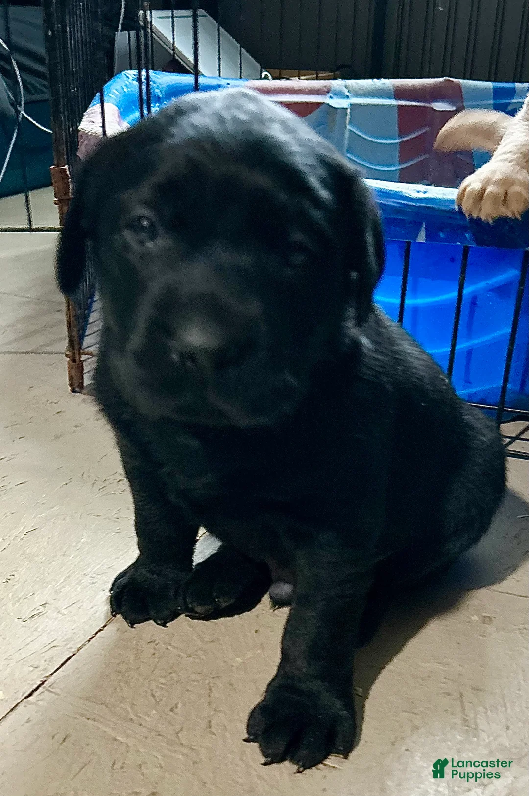 Labrador Retriever dogs for sale: Cole - Ad 3
