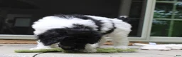 Standard Poodle dogs for sale: Sage AKC standard poodle - Ad 13
