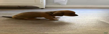 Miniature Dachshund 2