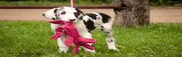 Great Dane dogs for sale: Joy - Ad 7