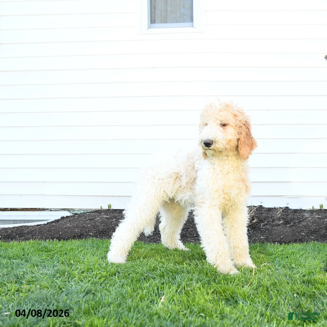 Standard Poodle dogs for sale: Maggie - Ad 1