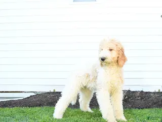 Standard Poodle dogs for sale: Maggie - Ad 2