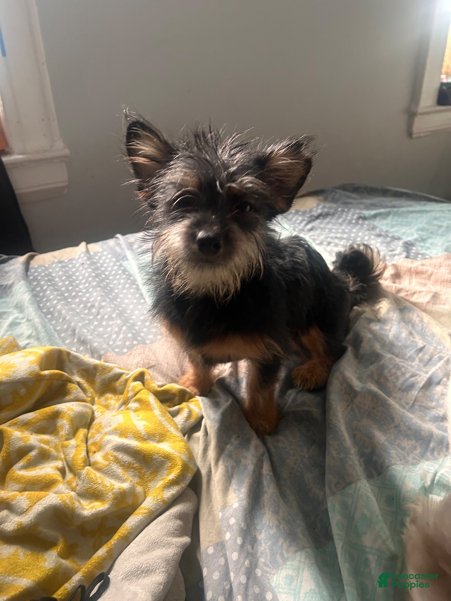 Mixed Breed dogs for sale: Luna - Ad 2