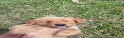 Golden Retriever dogs for sale: Golden Retriever 3 - Ad 16