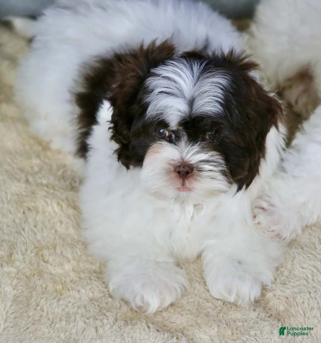 Shihpoo dogs for sale: Briglee - Ad 5