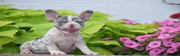 French Bulldog dogs for sale: Laura - Blue Eyed Merle!! - Ad 1