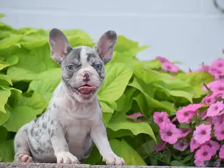 French Bulldog dogs Laura - Blue Eyed Merle!! - Ad 1