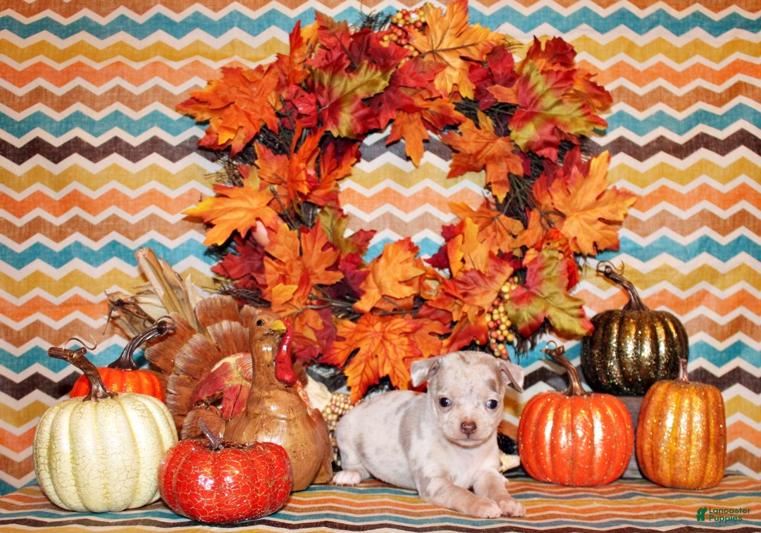 Chihuahua dogs for sale: Vera - Ad 2