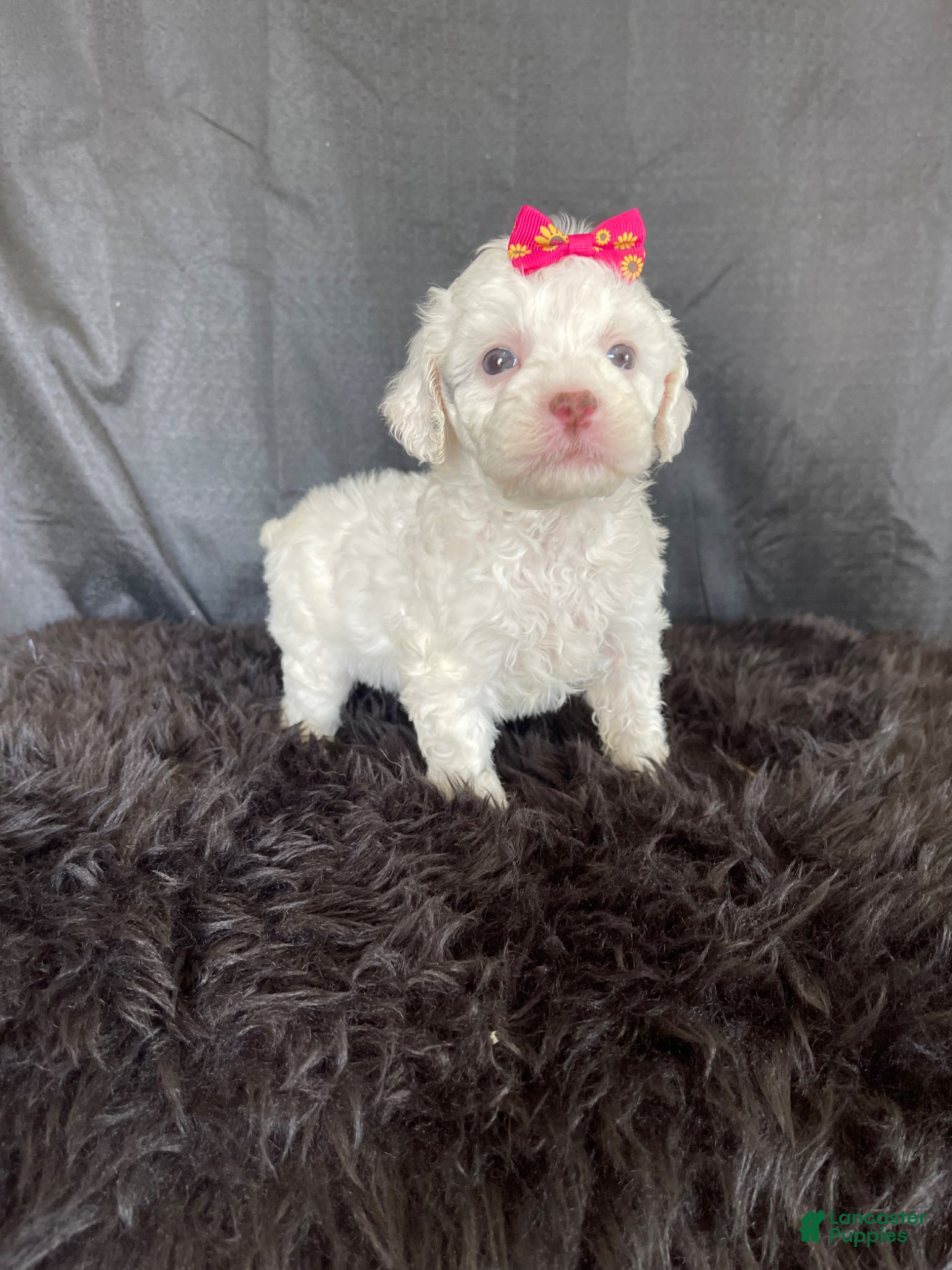 Miniature Poodle dogs Akc Clear Brown Phantom Tri - Ad 2