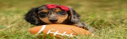 Miniature Dachshund dogs for sale: BAILEY - Ad 6