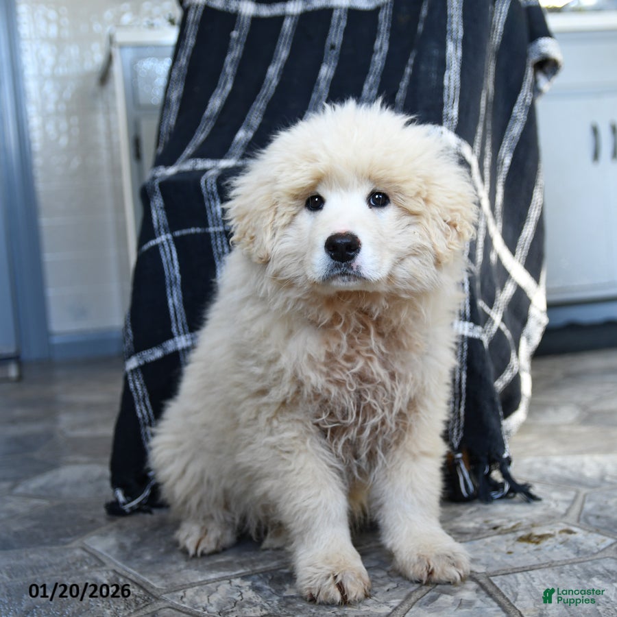 Maremma Sheepdog dogs Rocket - Ad 3