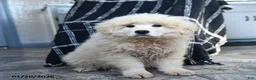 Maremma Sheepdog dogs for sale: Rocket - Ad 1