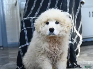 Maremma Sheepdog dogs Rocket - Ad 3