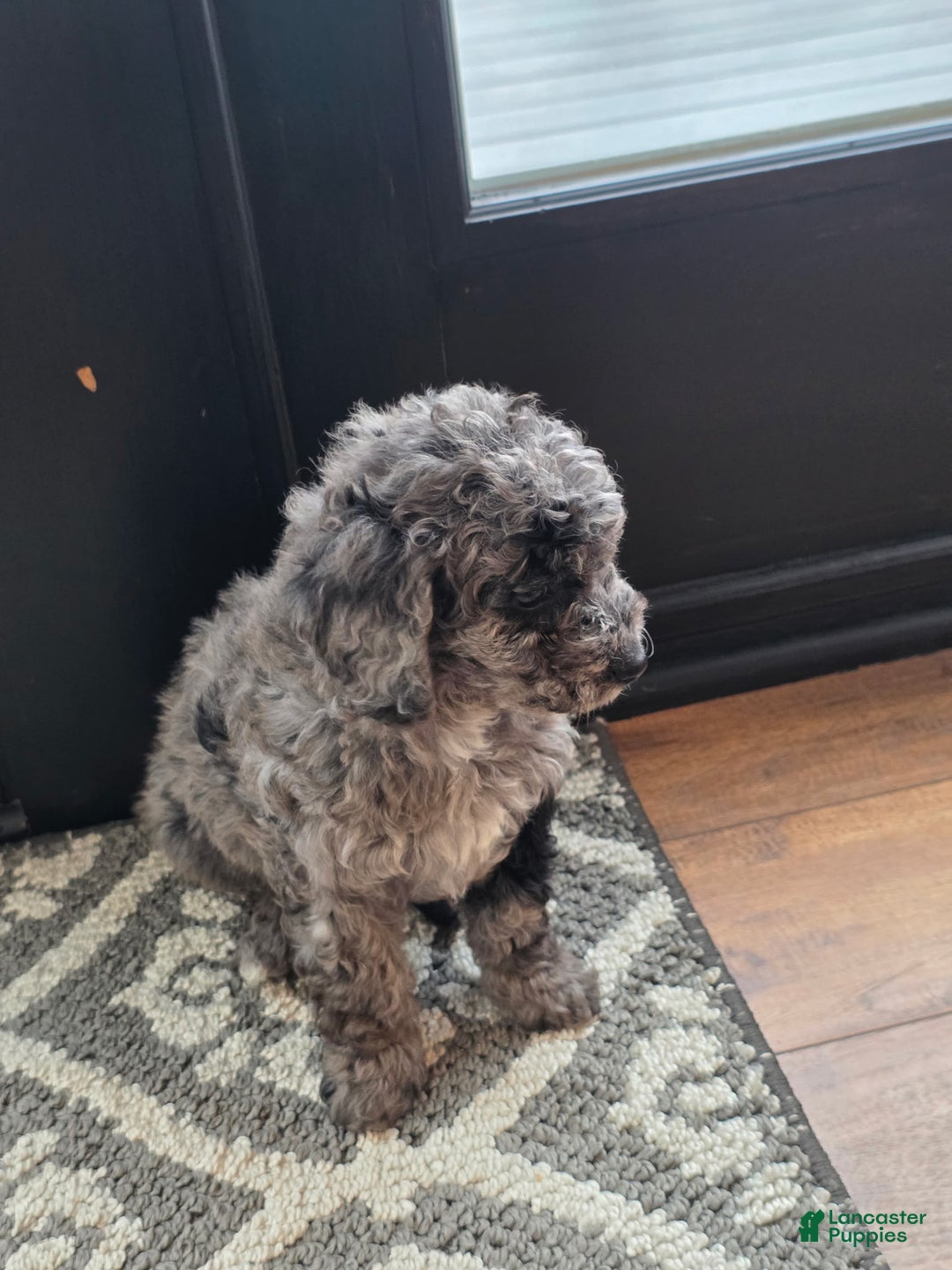 Mini Goldendoodle dogs for sale: Bella - Ad 4