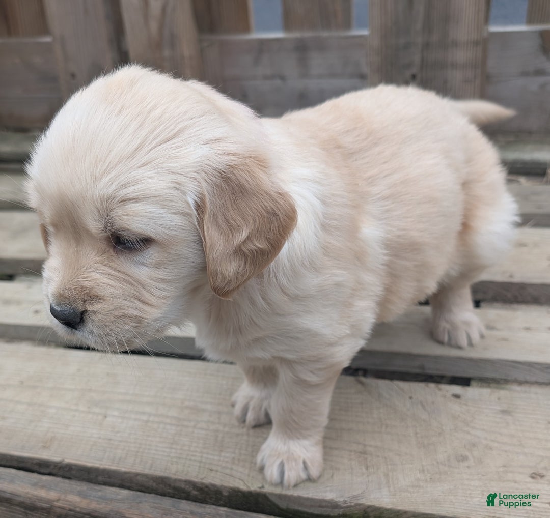Golden Retriever dogs for sale: Mimi - Ad 4
