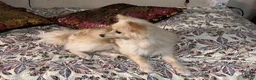 Pomeranian dogs for sale: Pomeranian 1 - Ad 8
