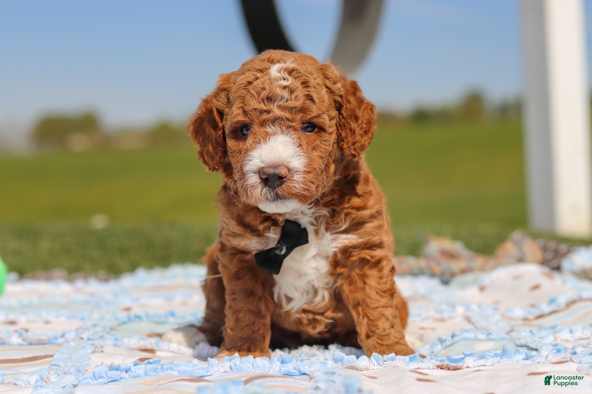 Mini Goldendoodle dogs Cade - Ad 2