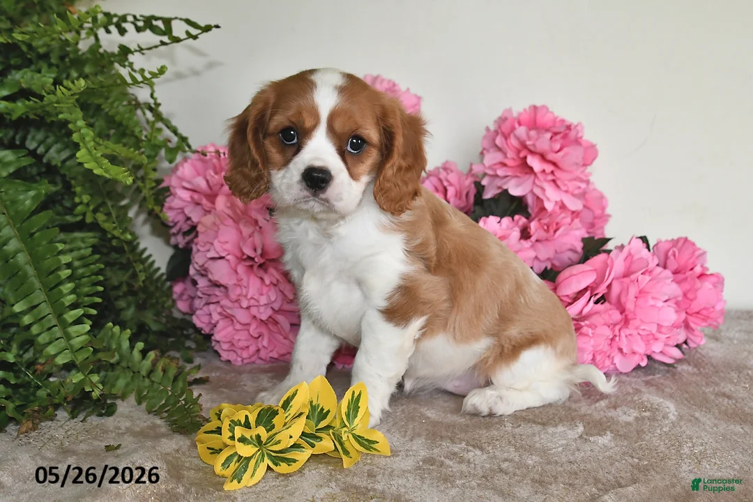 Cavalier King Charles Spaniel dogs for sale: Daisy - Ad 1