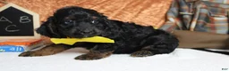 Cockapoo dogs for sale: Toffee  - Ad 6