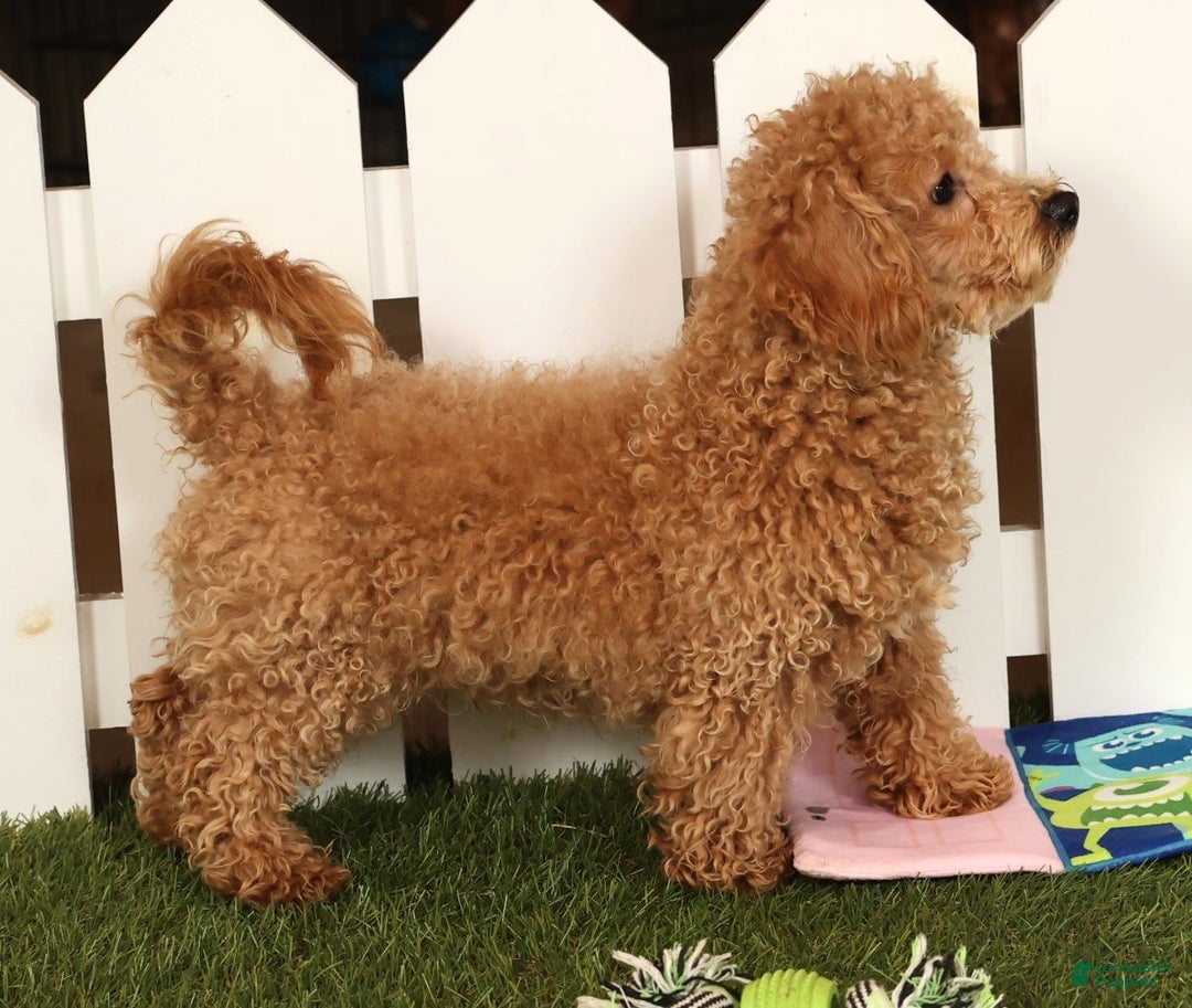 Bichpoo dogs for sale: Doogie - Ad 2