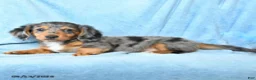 Dachshund dogs for sale: Victor - Ad 2