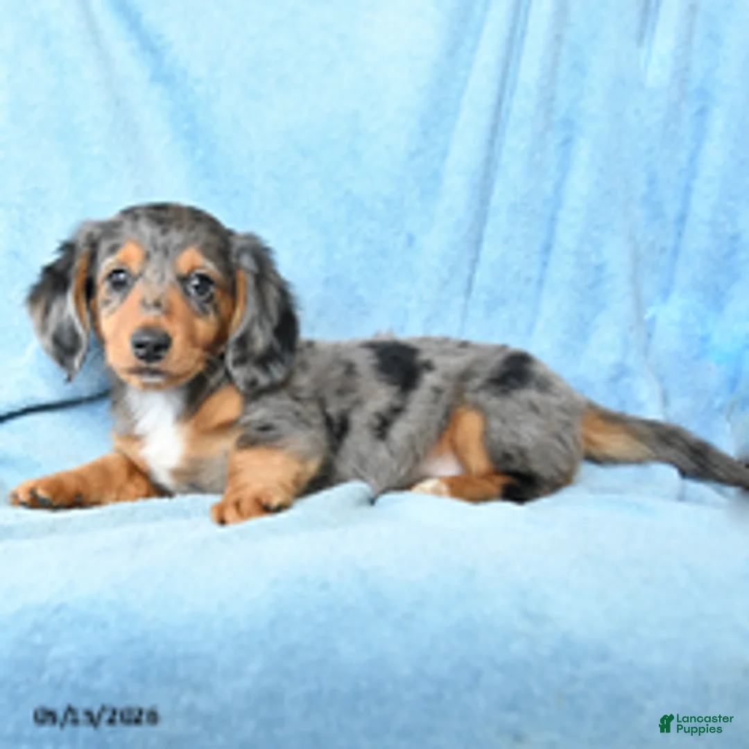 Dachshund dogs for sale: Victor - Ad 2