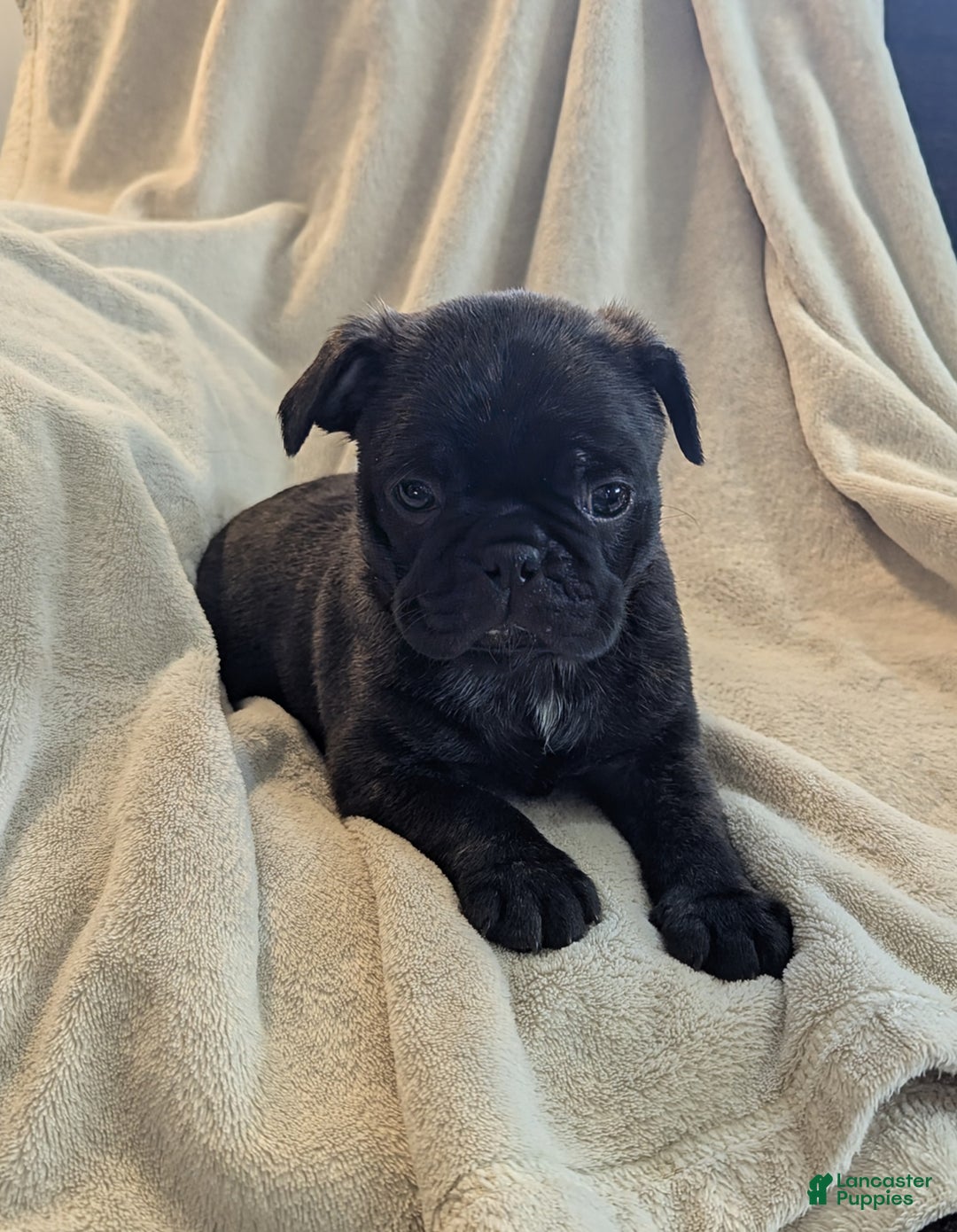 Mixed Breed dogs for sale: Tommy - Ad 3