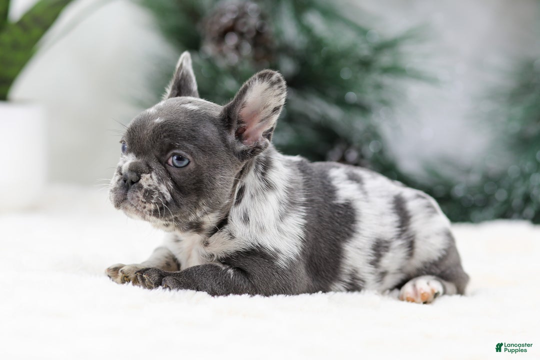 French Bulldog dogs for sale: Twinkle - Ad 4
