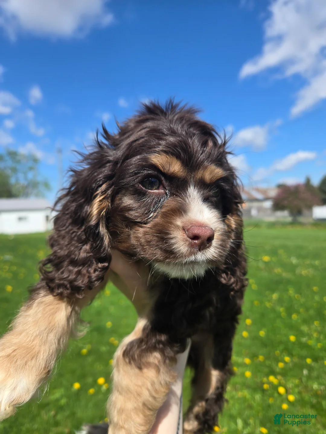 Cocker Spaniel dogs for sale: Charlie - Ad 2