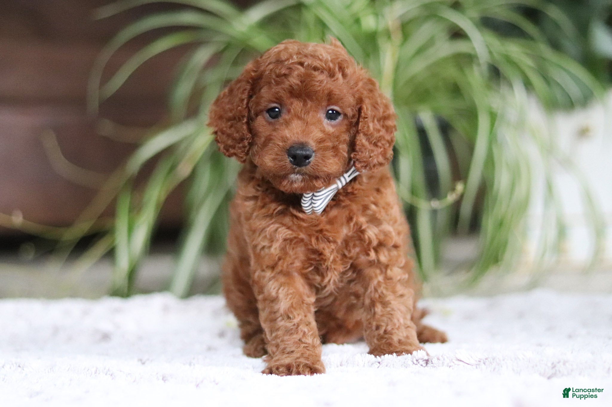 Cavapoo dogs Tyler - Ad 1