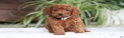 Cavapoo dogs for sale: Tyler - Ad 1