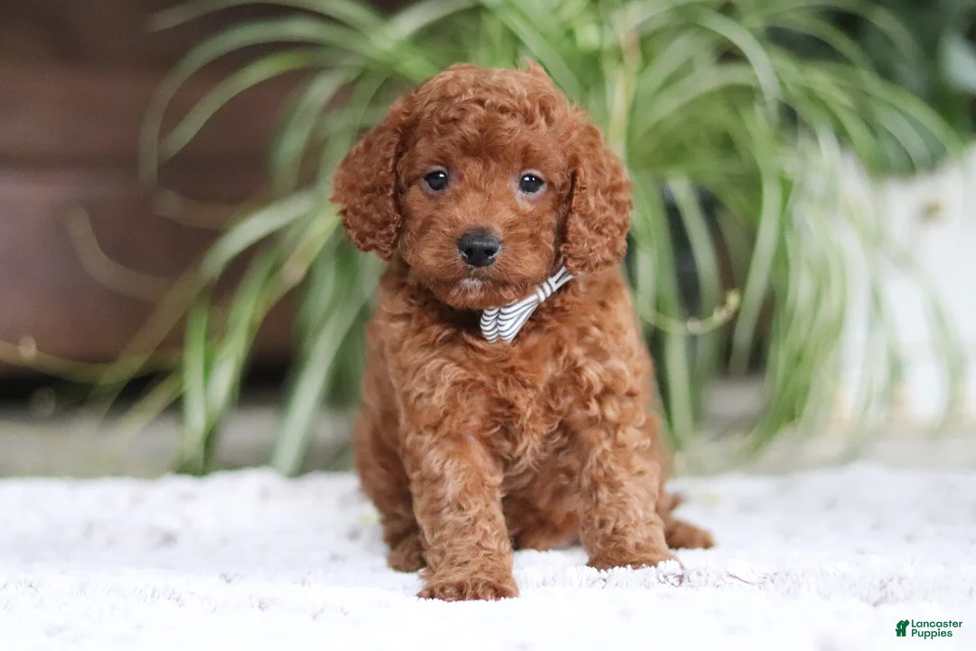 Cavapoo dogs for sale: Tyler - Ad 1