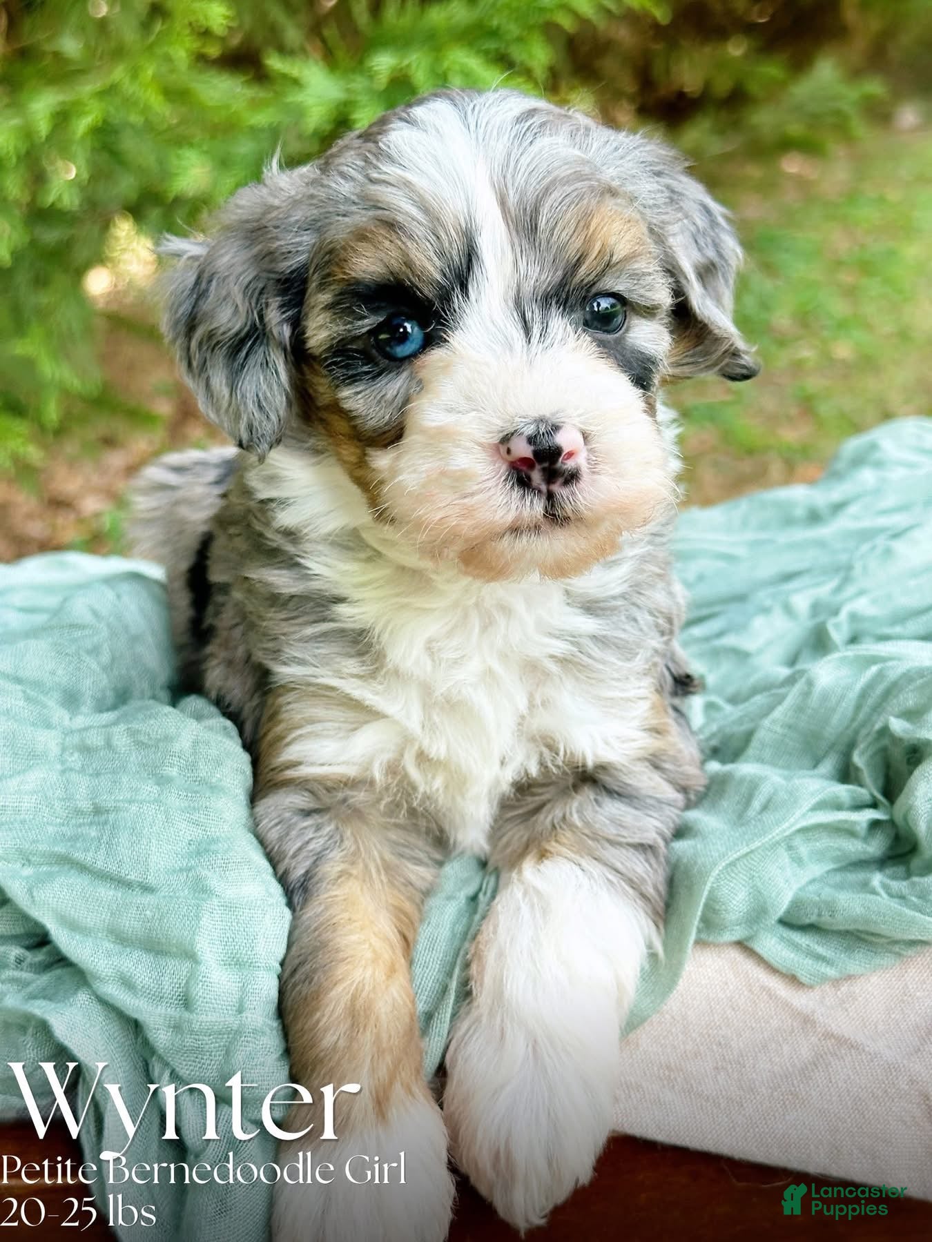 Mini Bernedoodle dogs Wynter-Petite/Mini-OFA&GeneticParents - Ad 1