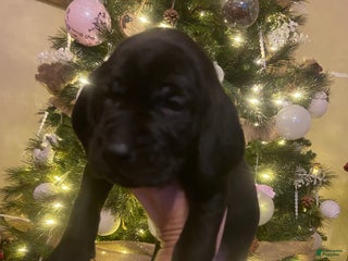 Mixed Breed dogs Mixed Breed Puppy 6 - Ad 30