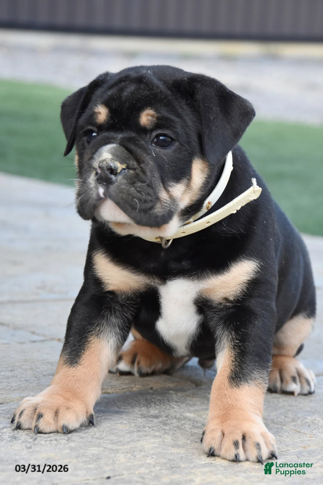 Olde English Bulldogge dogs for sale: Westley - Ad 3