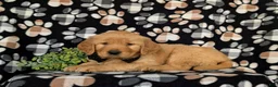 Golden Retriever dogs for sale: Moses AKC Registered - Ad 7