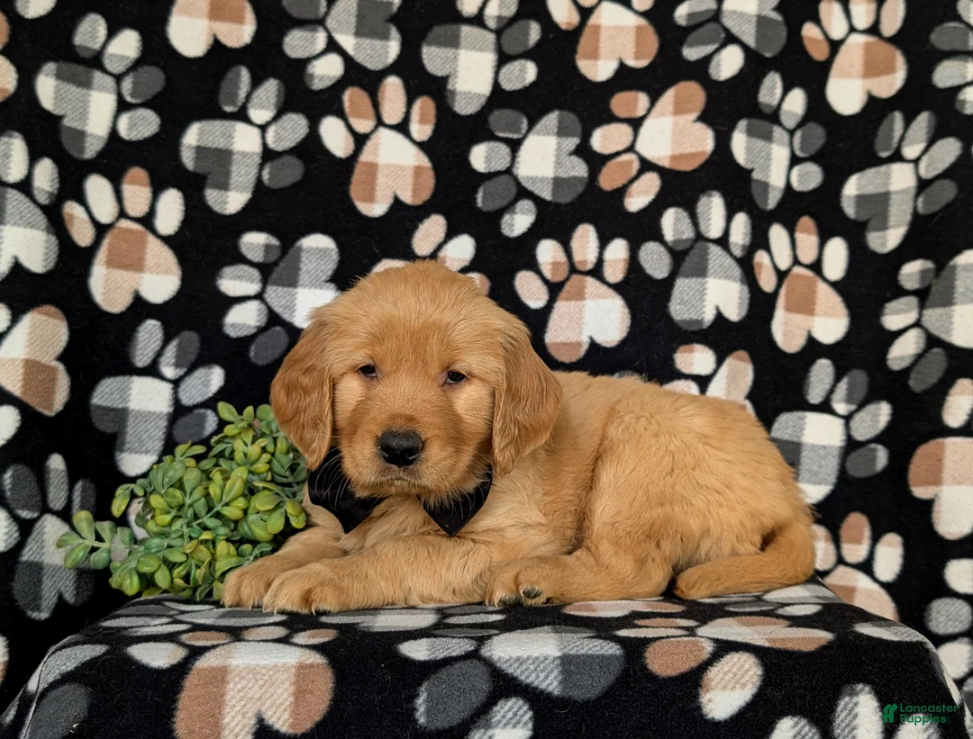 Golden Retriever dogs for sale: Moses AKC Registered - Ad 7