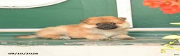 Pomeranian dogs for sale: Max - Ad 3