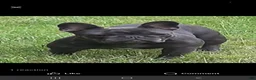 French Bulldog dogs for sale: French Bulldog 2 - Ad 4