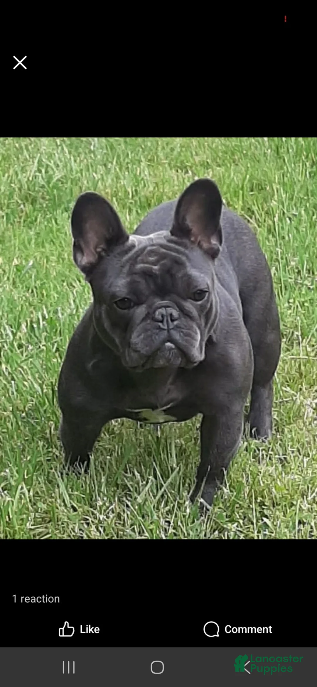 French Bulldog dogs for sale: French Bulldog 2 - Ad 4