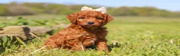 Mini Goldendoodle dogs for sale: Ruby - Ad 4
