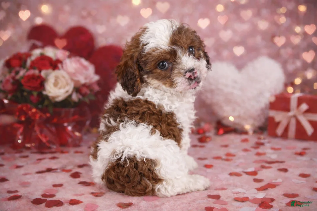 Cavapoo dogs for sale: 💙💙 Cooper 💙💙 - Ad 3